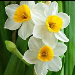 Saad  Elmalki Clubhouse