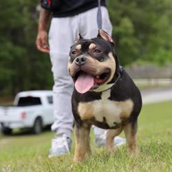 Kocky Kennels Clubhouse