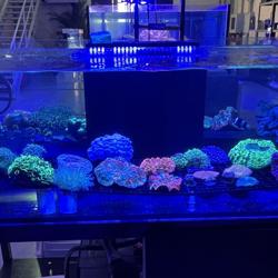 Reef tank Clubhouse