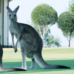 Migration Australia Clubhouse