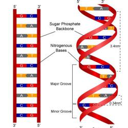 Genetics (மரபியல்)- Tamil Clubhouse