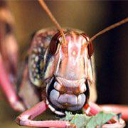 Desert Locust Clubhouse
