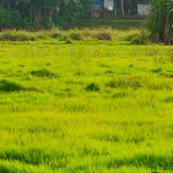 ആവളക്കാർ Clubhouse